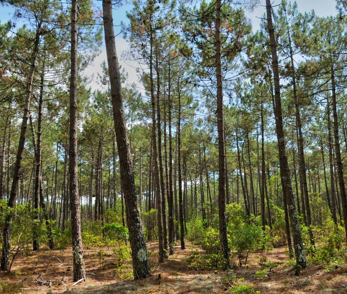 Miniature du projet de mise en place d'une tram forestière à haute valeur environnementale sur la commune du Teich|Forêt de pins caractéristique des forets du bassin d'Arcachon||Projet C Ma Terre pour la protection de la biodiversité - mise en place d'une trame forestière à haute valeur environnementale