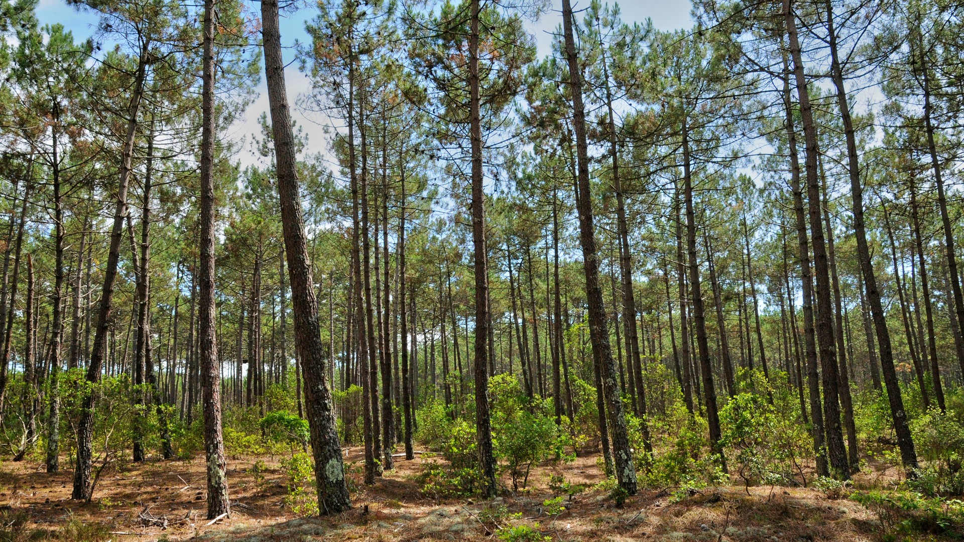 Forêt de pins sur le bassin d'Arcachon - mise en place d'une trame forestière avec C Ma Terre et la mairie du Teich