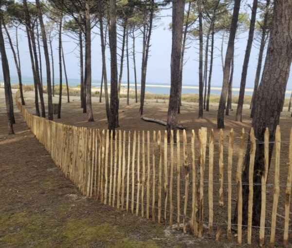 Miniature de pose de ganivelle - projet concret de l'association C Ma Terre|Après l'action concrète de pose de ganivelles - protection de la biodiversité|Avant l'action concrète de pose de ganivelles - protection de la biodiversité|Après l'action concrète sur la plage du Petit Nice - protection de la biodiversité|Avant l'action concrète sur la plage du Petit Nice - protection de la biodiversité|Avant la protection des dunes de manière concrète avec la pose de ganivelles - protection de la biodiversité|Après la protection des dunes de manière concrète avec la pose de ganivelles - protection de la biodiversité|||Une partie de notre équipe a participé au ramassage des déchets - C Ma Terre|Les ganivelles mises en place par l'ONF - C Ma Terre|La participation des enfants de notre équipe pour le ramassage des déchets - C Ma Terre|Lieu de collecte des déchets pendant l'opération plage propre- C Ma Terre|